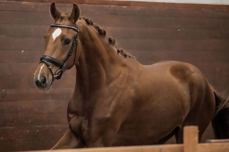 Här är alla kvalificerade 3-åringar klara för årets championat