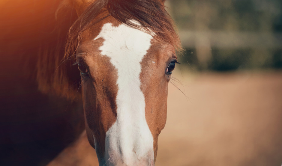 Hästföretagare redovisade inte mångmiljonbelopp efter hästförsäljning
