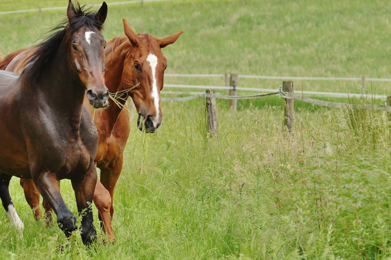 Fång drabbar en av tio hästar
