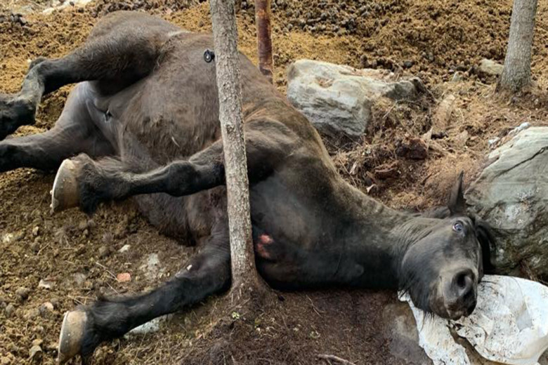 Lärka fastnade mellan träd – fick hjälp av brandkåren