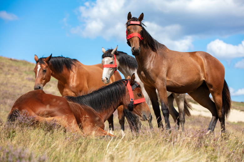 ”Vi hoppas att hästägarna ska släppa Barbie-tänket”