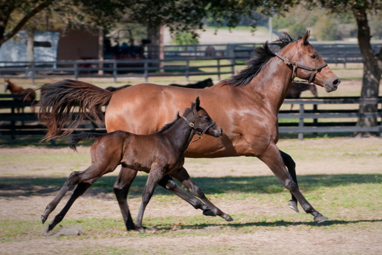 Kortare fertilitet när unga ston sätts i avel