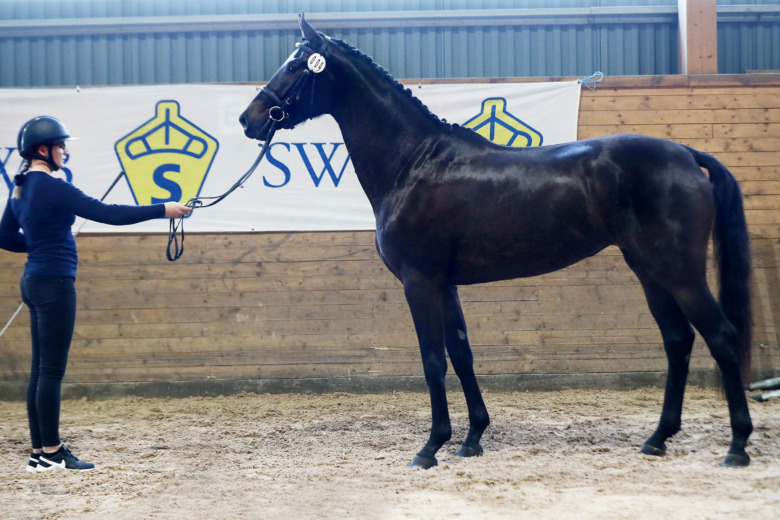 ”Hon ska bli avelssto hos oss”