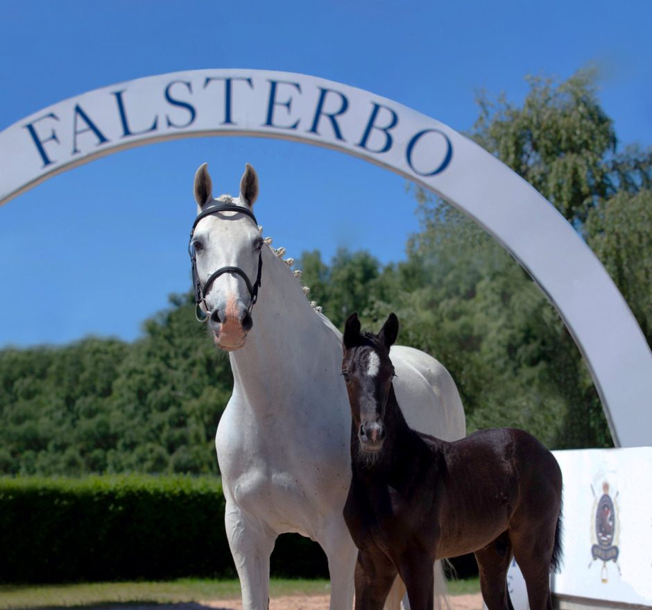 Holsteiner Foal Auction at Falsterbo Horse Show