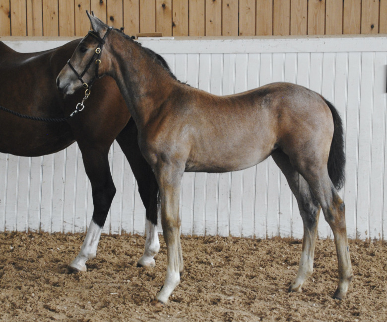 Trippel i topp för S J Royal Chacoon