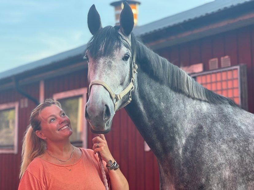 Hästar galopperade på motorvägen – fångades med axelrem