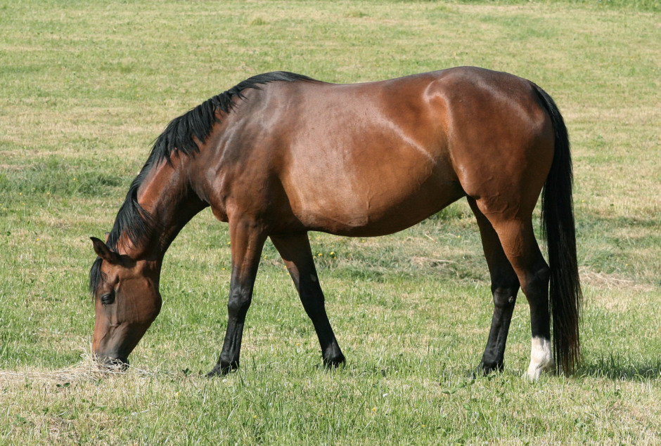 Hästar är ofta överviktiga – trots att hästägare tycker annat