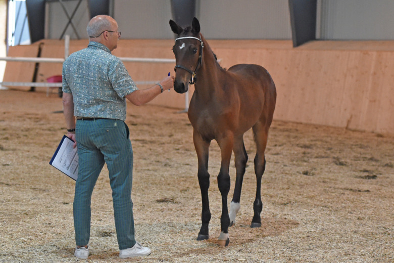 Experterna om bedömning av hoppföl: ”Inte mycket att gå på”