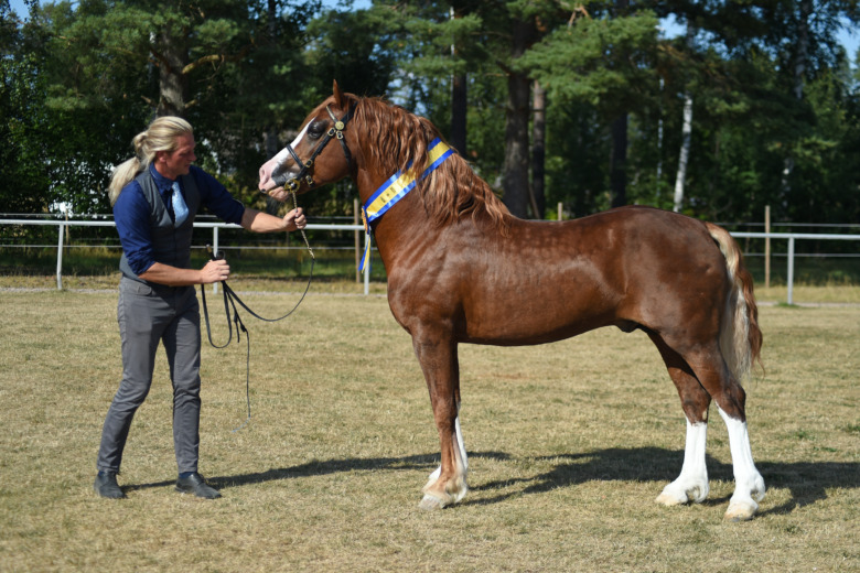 Moslåttas Flying Idris BIS på welshriks