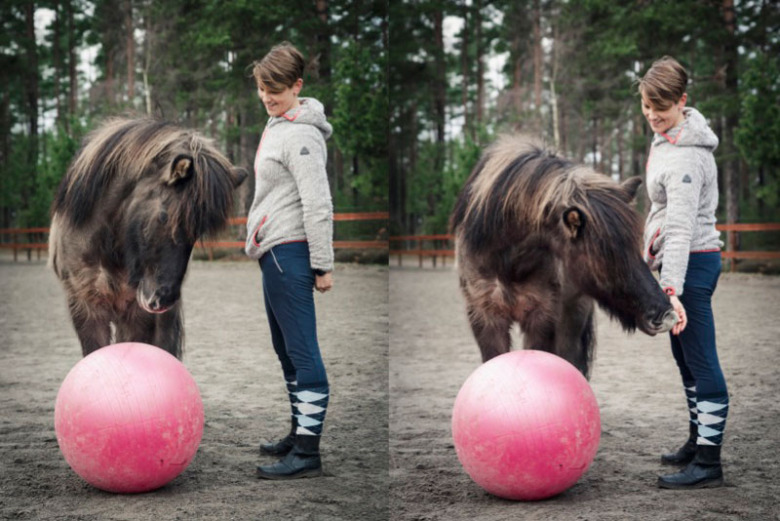 Studie visar anknytningsrelaterat beteende hos hästar
