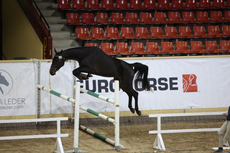 Hon blev årets Rikssto i hoppning