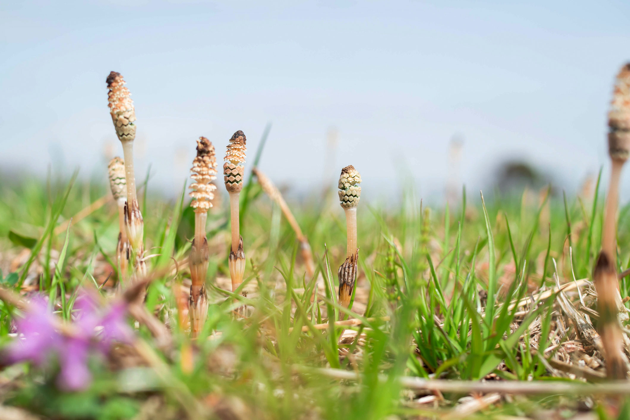 Akerfraken-istock-1388682526