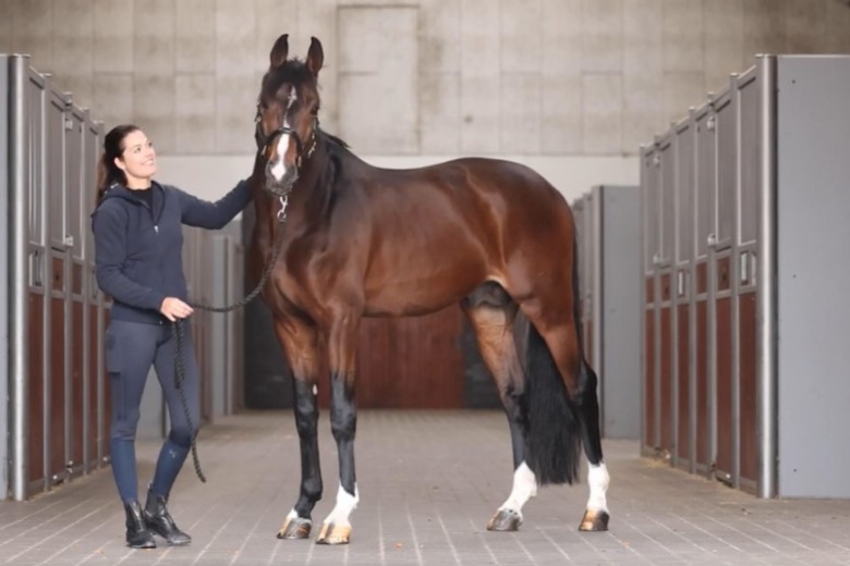 Kolla klippet: Donkey Boy visas upp