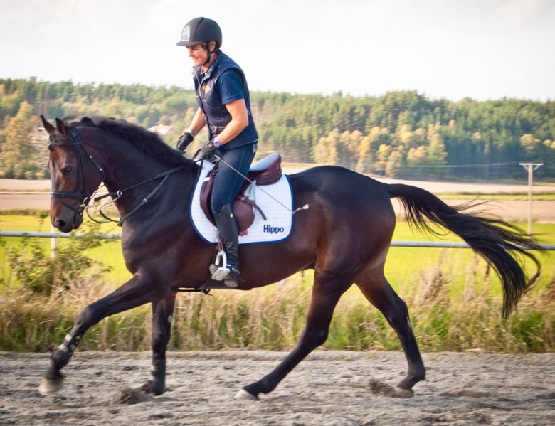 Singular toppar bland årets Breeders-fäder
