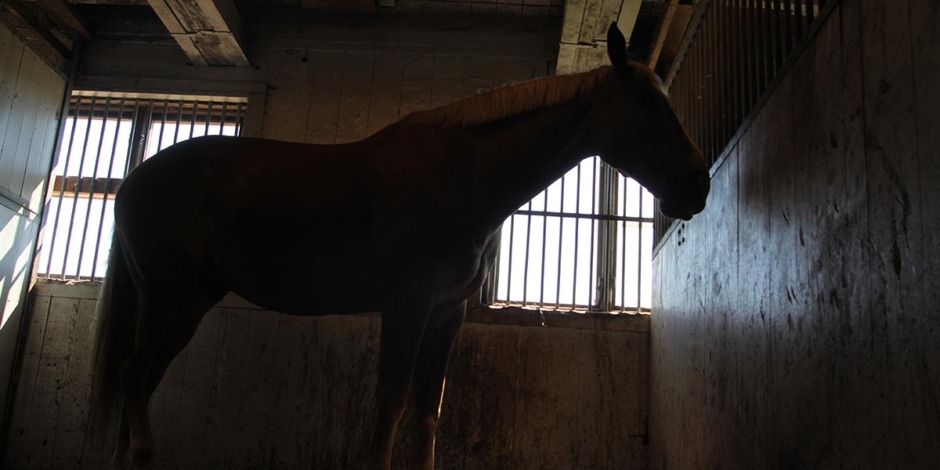 Misstänkt kvarka på flera håll i landet