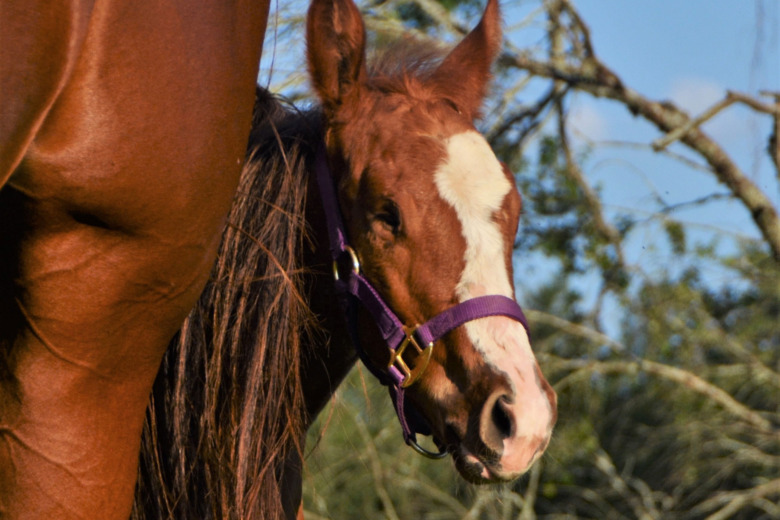 ”Allt tyder på ärftlig missbildning”