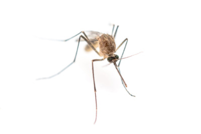 Hästar smittade av West Nile-virus i Nederländerna