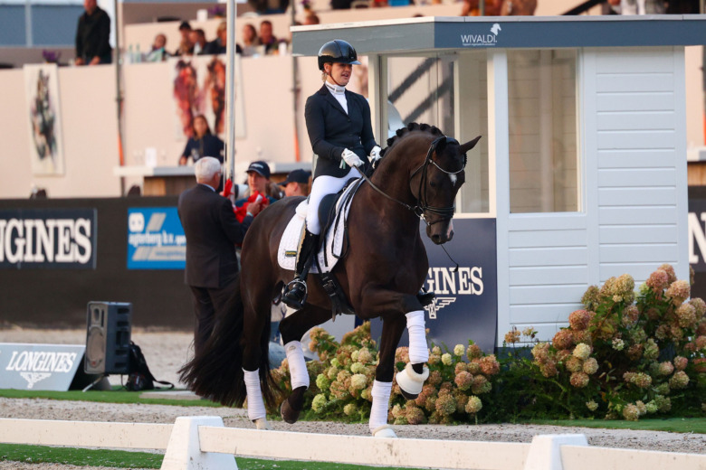 BWP-hingsten Racoon till Lövsta