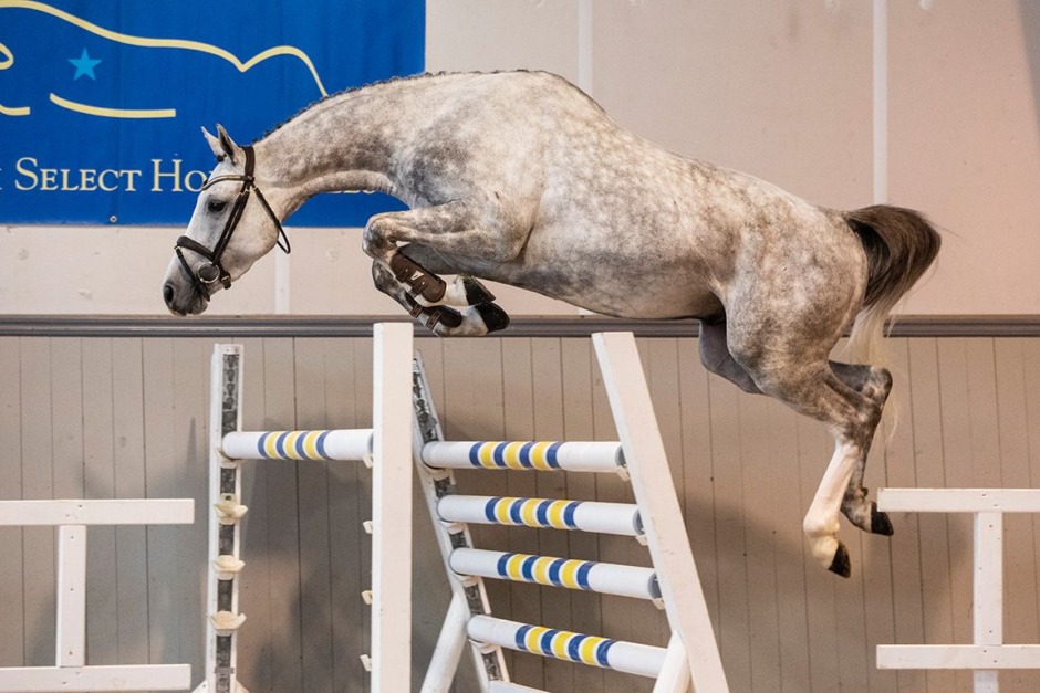 Swedish Select Horse Sales utökas med digital auktion