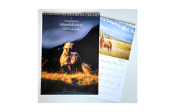 Kalender 2023 Islandshästar