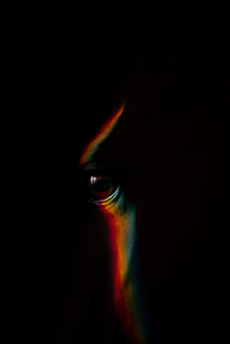 Sophiegustafssonkonstnärligtfotografi
