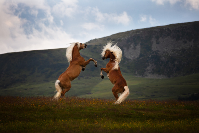 Svenska hästfotografer utsåg bästa bilderna