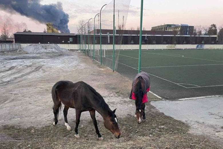 Mest läst 2022 – Dressyrhästar räddade i Ukraina