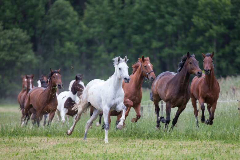 Vila viktigt vid hovbensfraktur