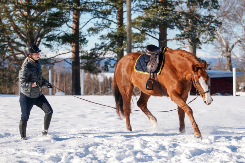 Så sätter du i gång avelsstoet