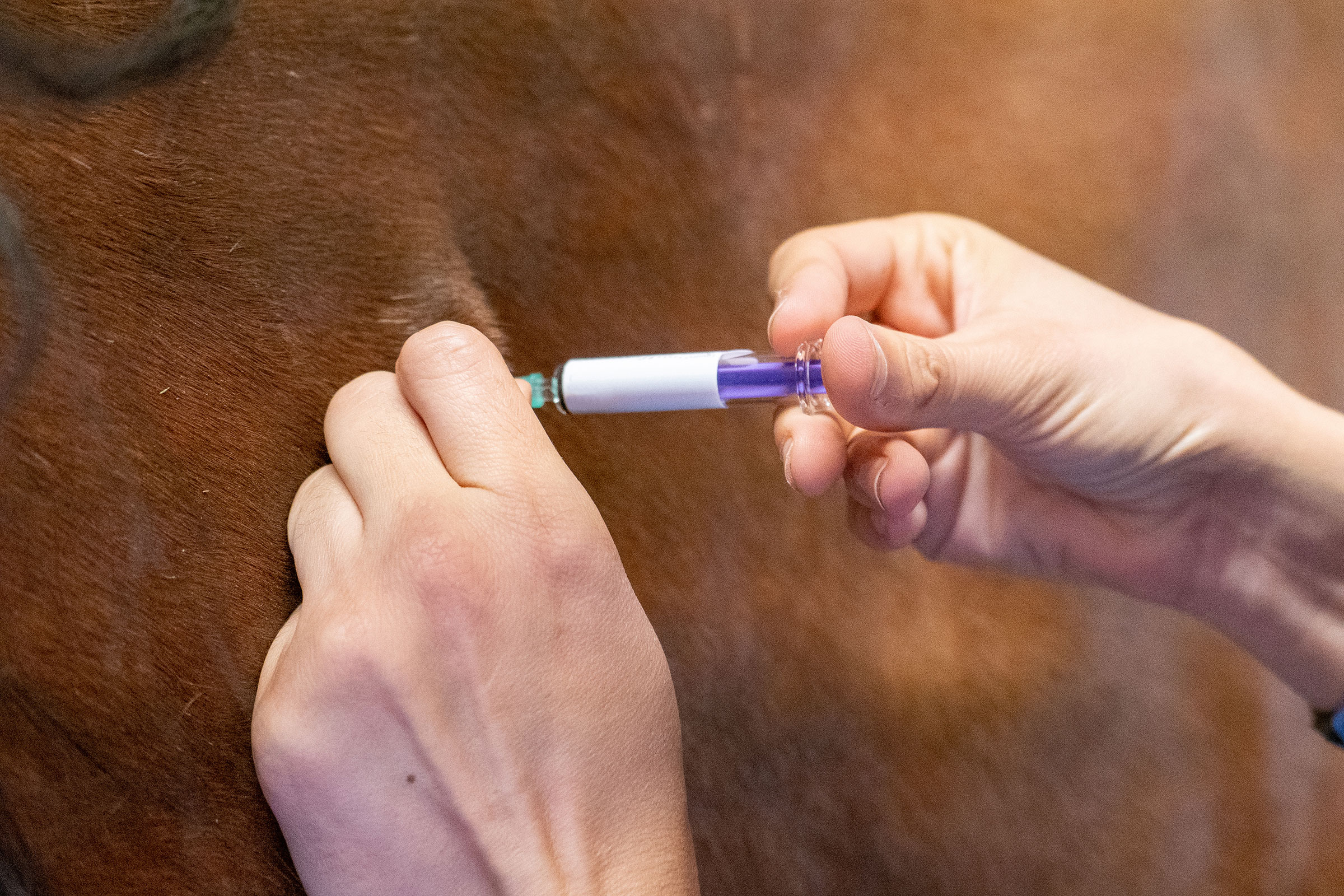 ndrade Regler Kring Vaccination Mot H stinfluensa Ridsport ndrade-regler-kring-vaccination-mot-h-stinfluensa-ridsport