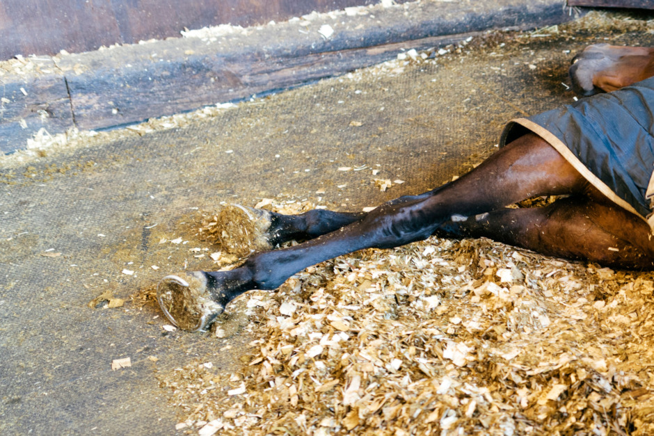 Häst avlivad efter att ha fastnat i ett dike
