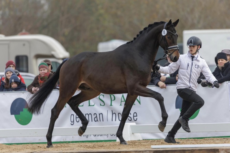 Kolla klippet: 1,8 miljoner för segrande trakehnerhingsten