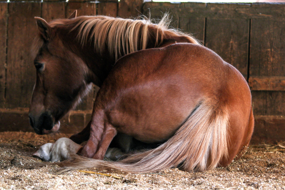 Undersökning om hästens sömn