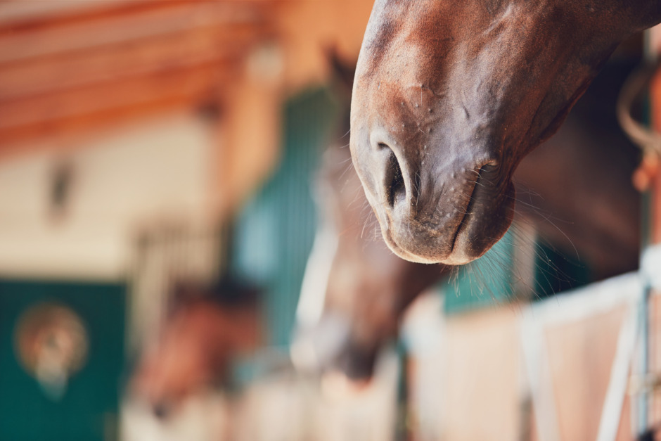 Tonåringar i förvar efter att hästgård i Skåne misstänks för människoexploatering