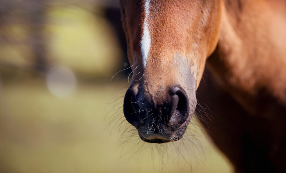 ”Hästmannens” djurförbud hävt