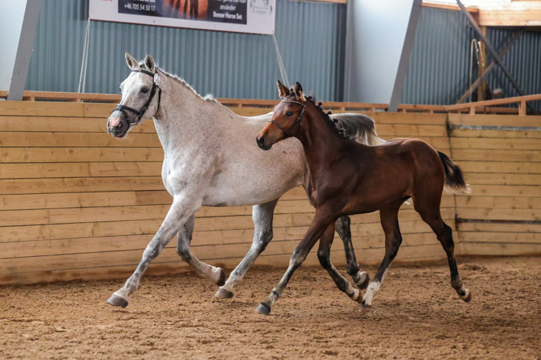 Lottar ut SWB-häst till förmån för Ukraina: ”Hoppas han ska göra någon lycklig”