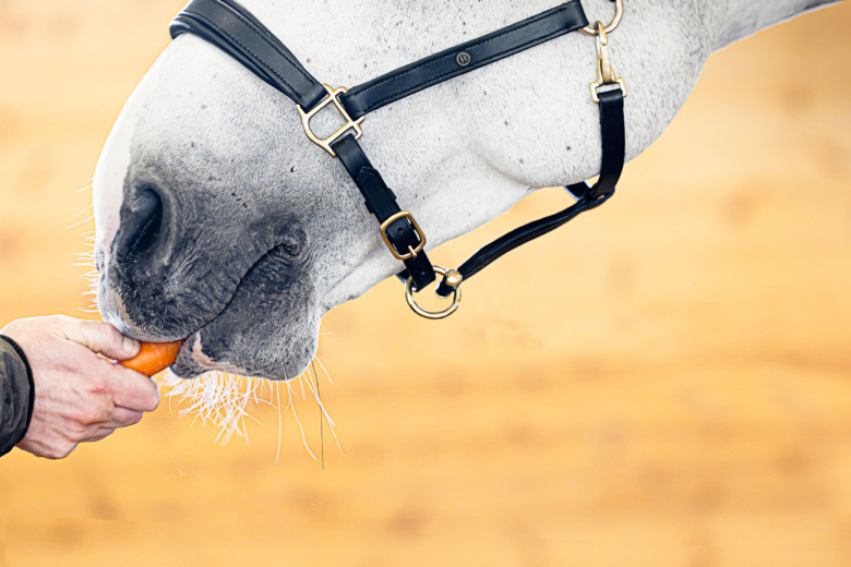 ”Negativ förstärkning inte negativt för hästen”