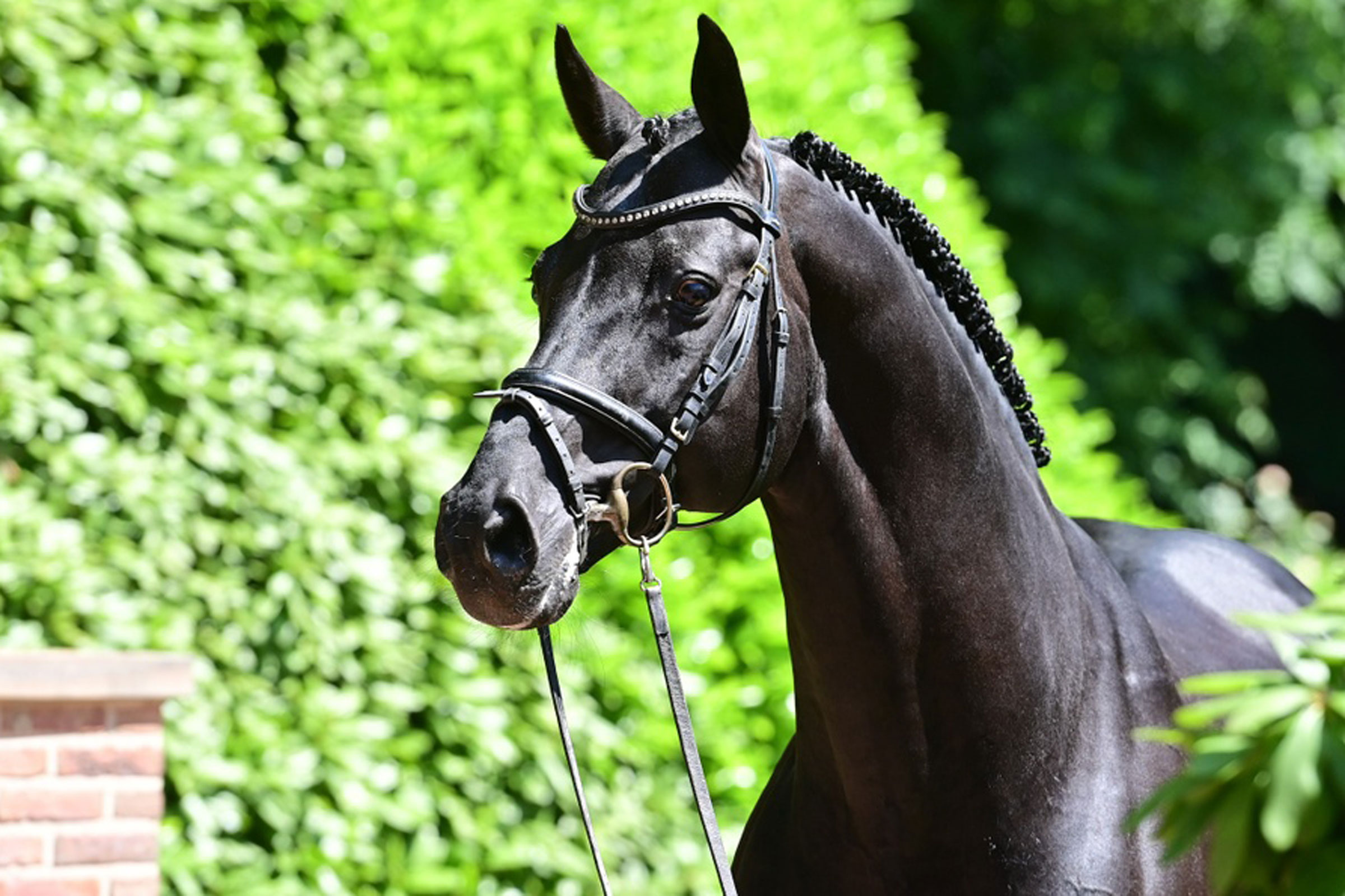 Diarado tar över efter Cardento - Ridsport