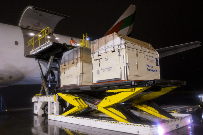 Svenska världscupfinalhästarna på väg över Atlanten