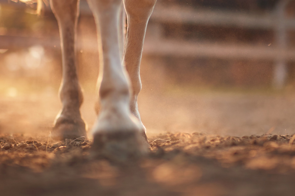Par döms för brott mot djurskyddslagen efter bristande vård av häst