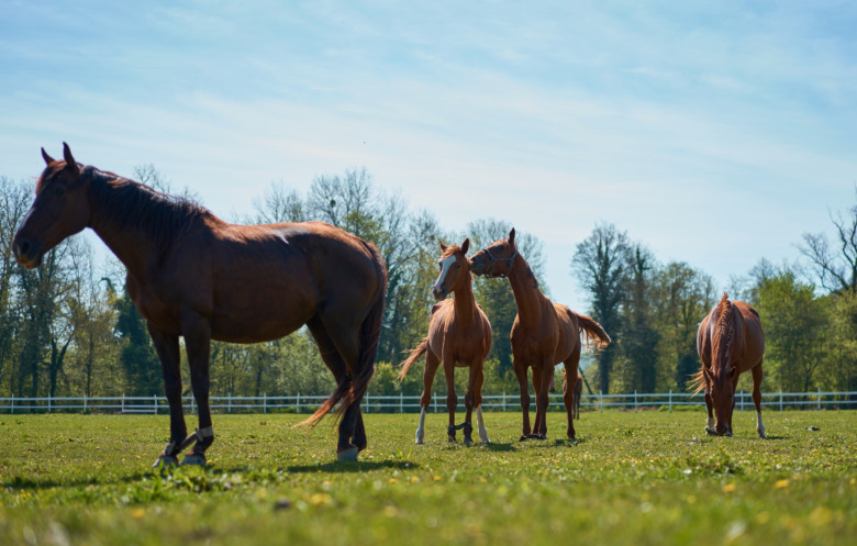 Hästägare i väst kontrolleras