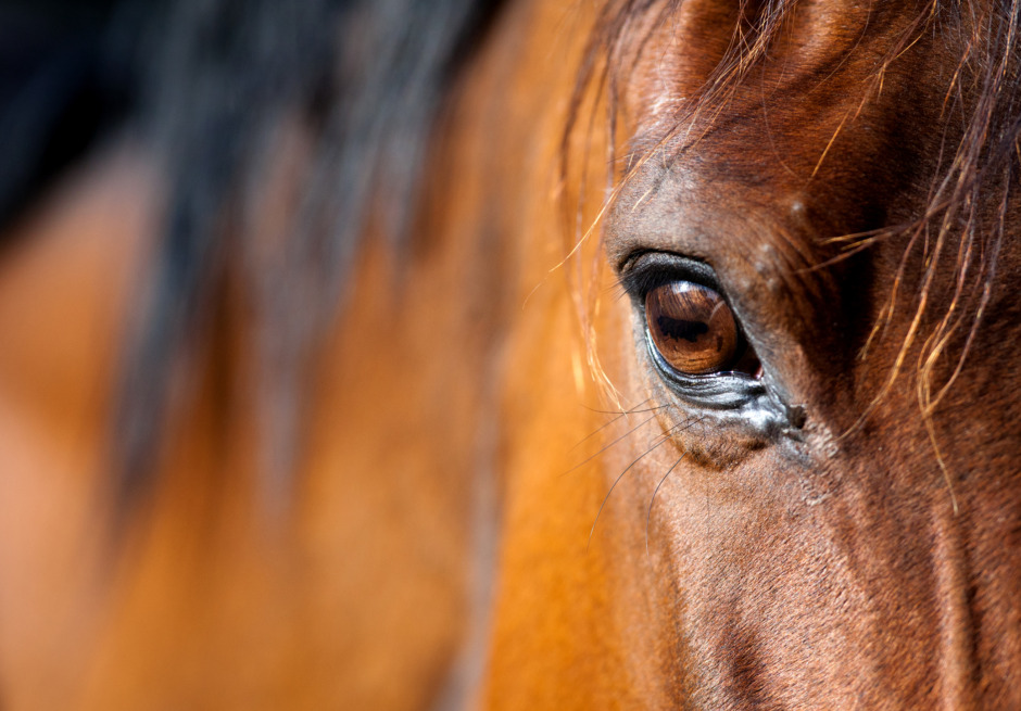 Veterinär varnad efter att häst förlorade synen