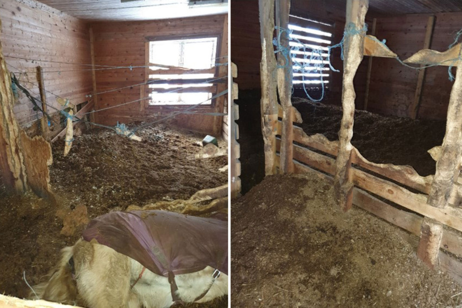 Djurskyddskontrollanter hittade död häst