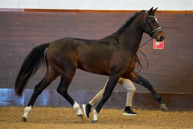 Allt från 3-åringarnas exteriörbedömning