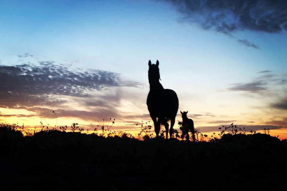 Avelsbloggen: ”Är hästmänniskor lite udda eller är vi bara transparenta?”