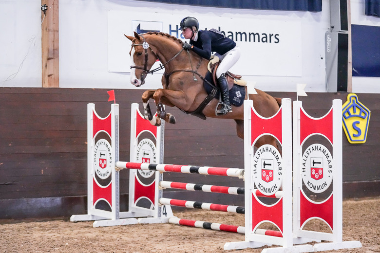 Årets hingstvisningar är få men har klass