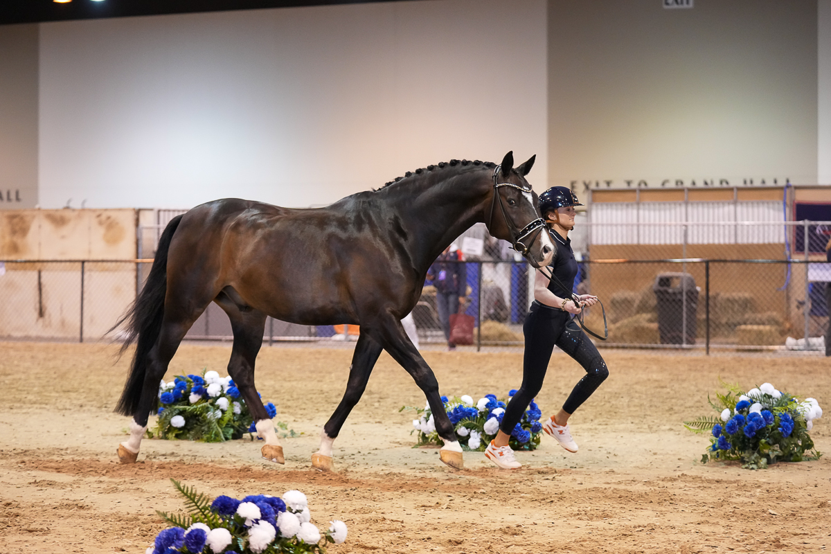 T&oslash;rveslettens Titanium RS2