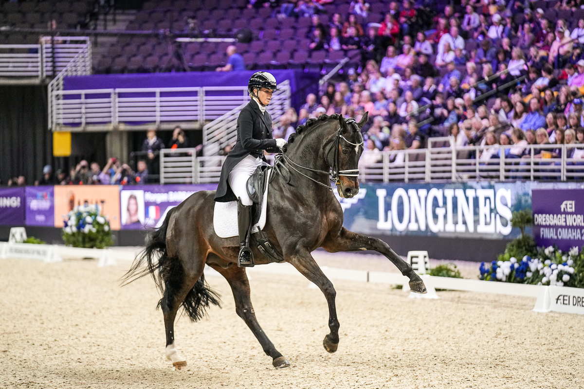 Sir Donnerhall Ii Old