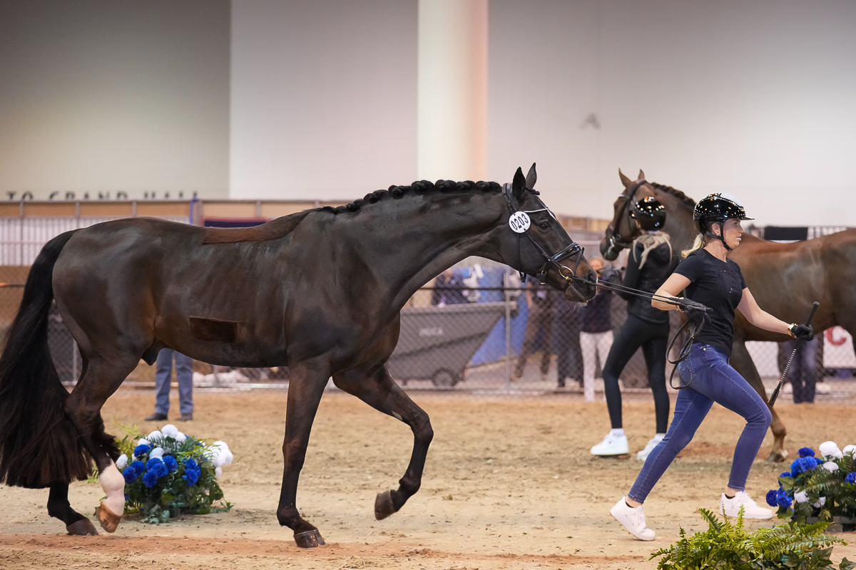 Sir Donnerhall Ii Old