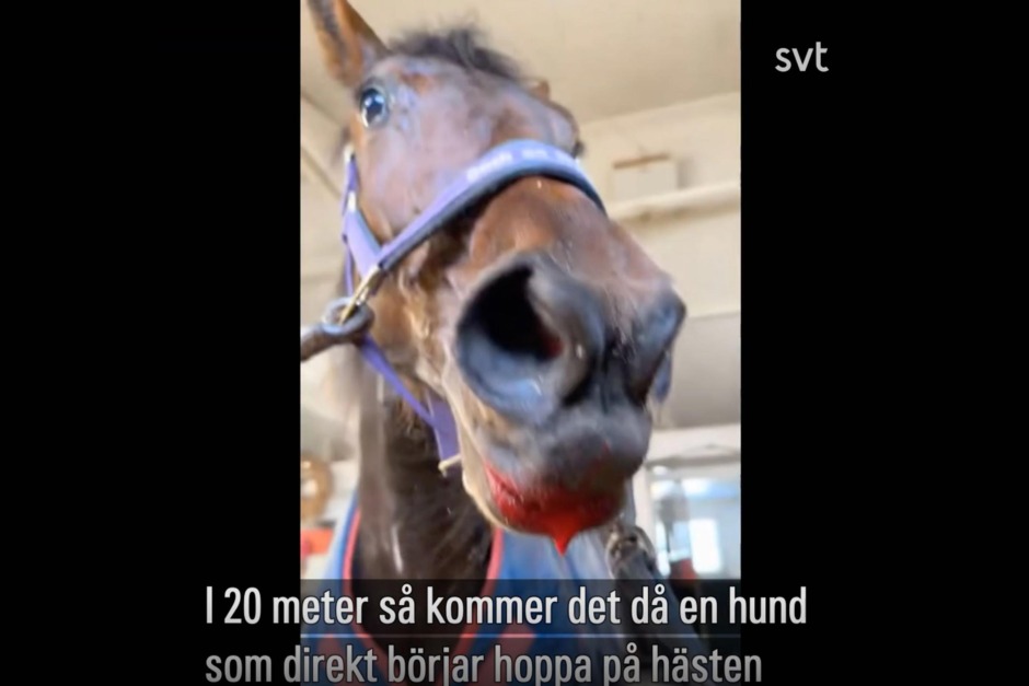 Häst attackerades av hund: ”Fullständigt söndertuggad”